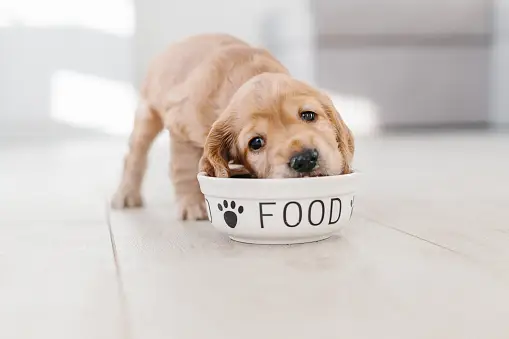 is ghee good for dogs