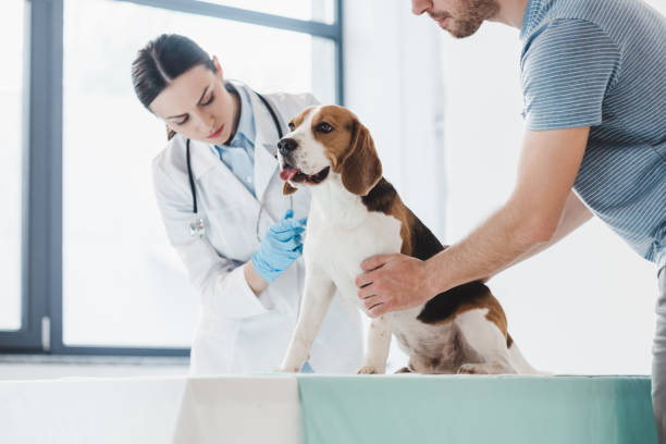 can a vaccinated dog get rabies