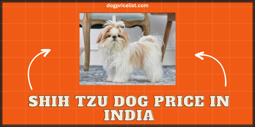 Shih tzu dog price in India