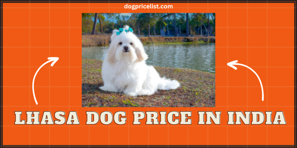 Lhasa dog price In India