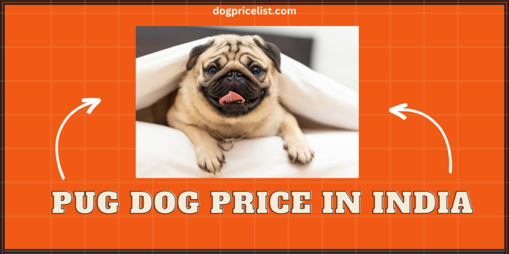 pug dog price in India
