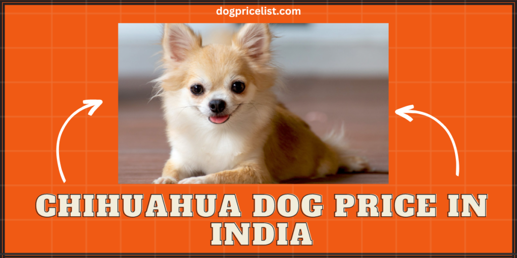 Chihuahua dog PRICE IN INDIA