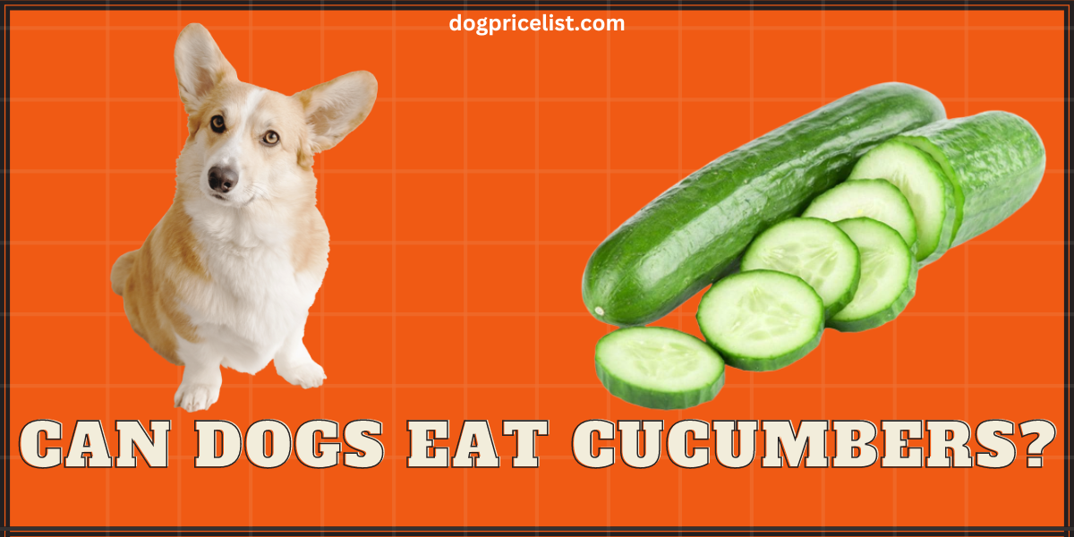 Can my dog eat cheap cucumbers