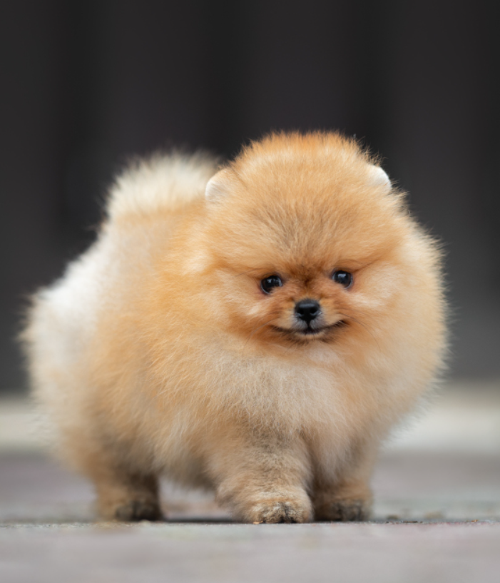 Pomeranian Pocket Dog