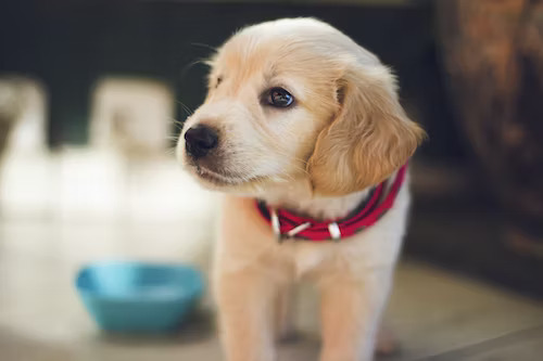Cute Toy Dog Breeds In India