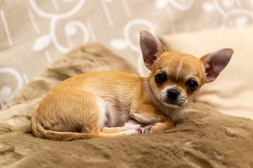 Chihuahua Dog Breed In India