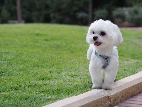 Maltese Toy dog Breed In India