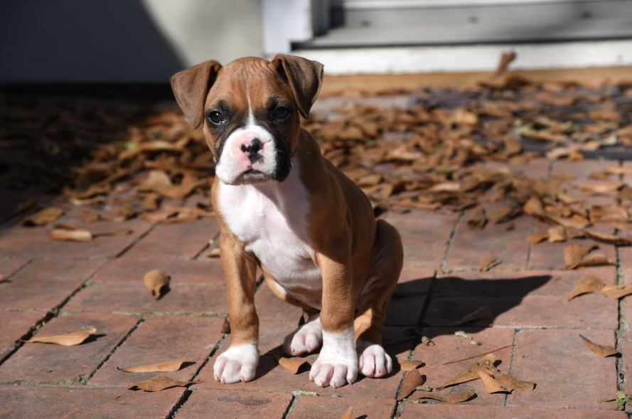 boxer dogs