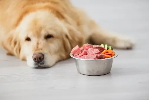 how long can a dog survive without food