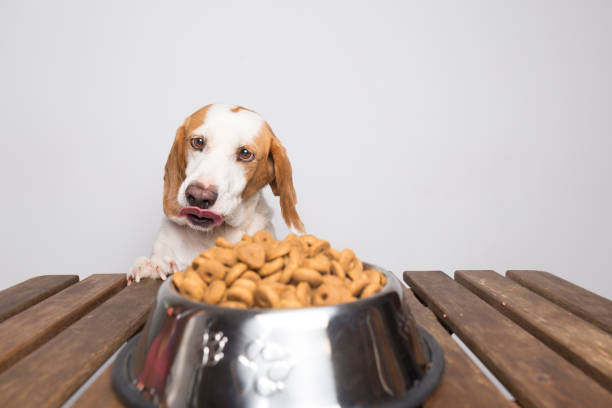 Diet of Beagle Dog