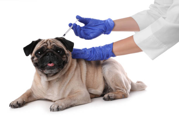 can a vaccinated dog get rabies
